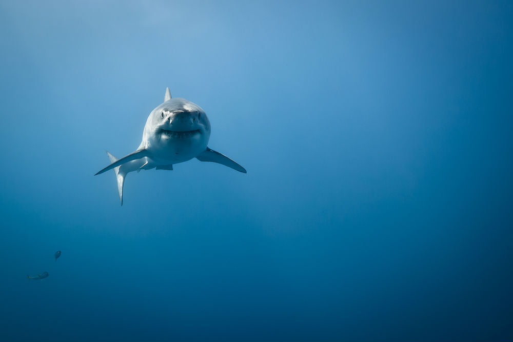 The tale of Alfred Dean: shark hunter