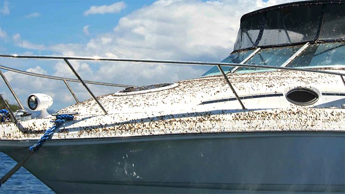 What keeps birds away from a boat?